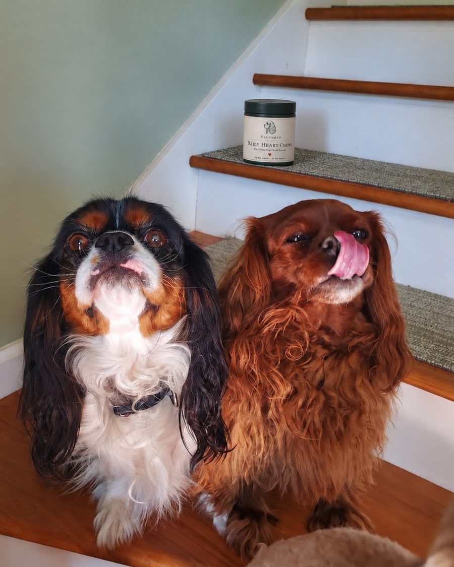 Two Cavaliers on the stairs with their tub of ValioMed