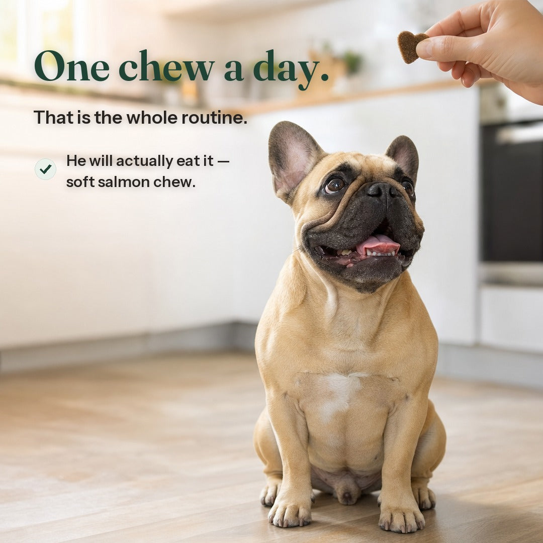 A Frenchie taking the day's chew straight from the hand