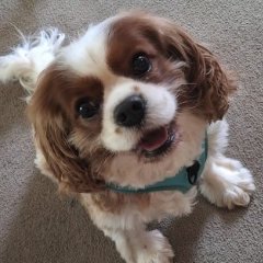 Bailey