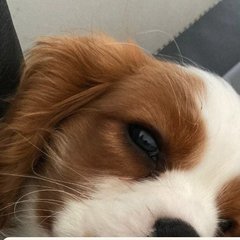 Rosie, a Blenheim Cavalier puppy