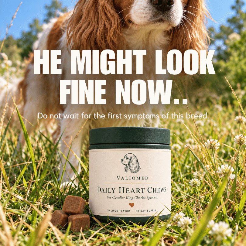 He might look fine now. Do not wait for the first symptoms of this breed