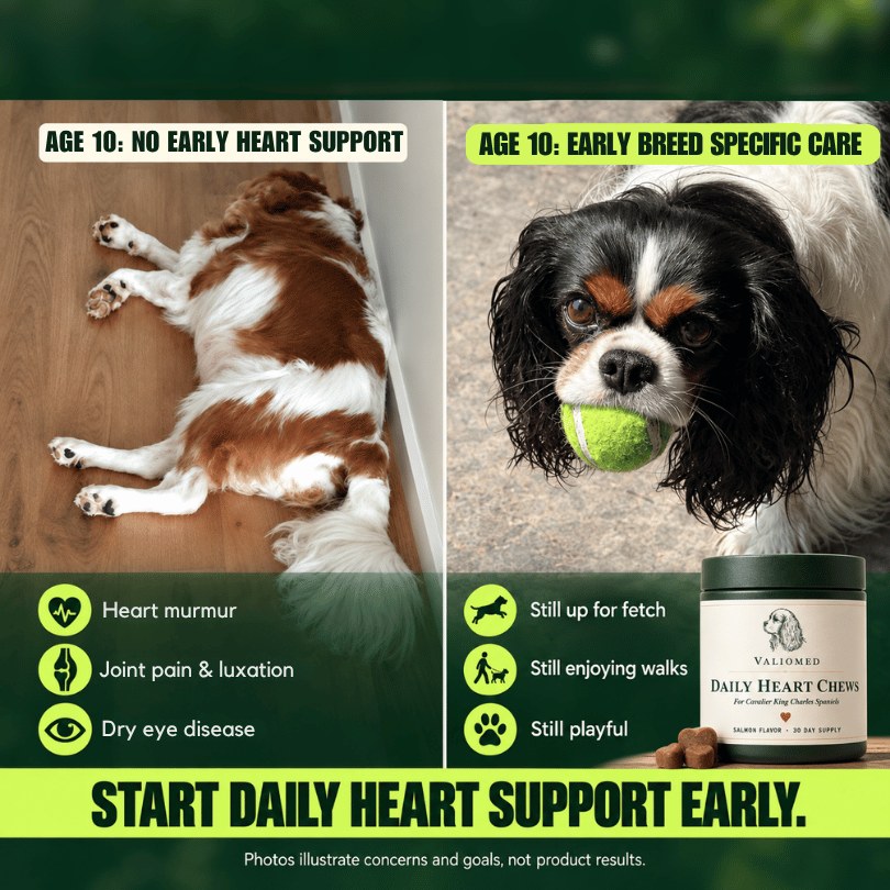 Age 10 with no early heart support next to age 10 with early breed-specific care