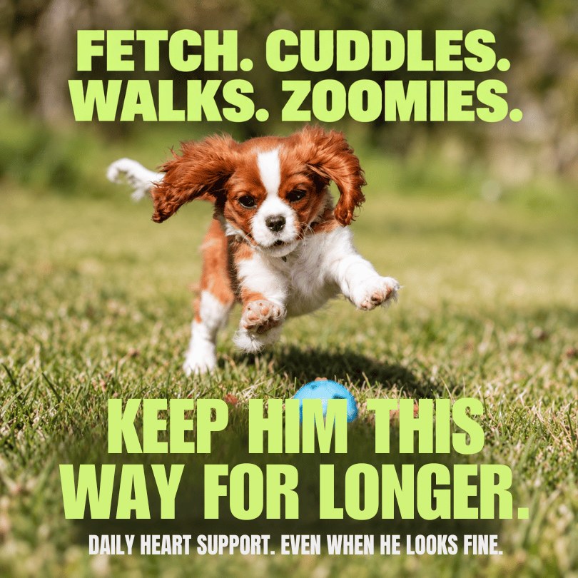 Fetch, cuddles, walks, zoomies. Keep him this way for longer