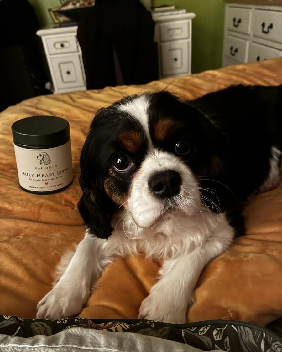 Pippin, a tricolour Cavalier, on the bed beside his tub of ValioMed