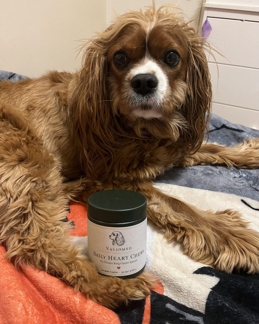 Rosie, a ruby Cavalier, lying on a blanket next to her tub