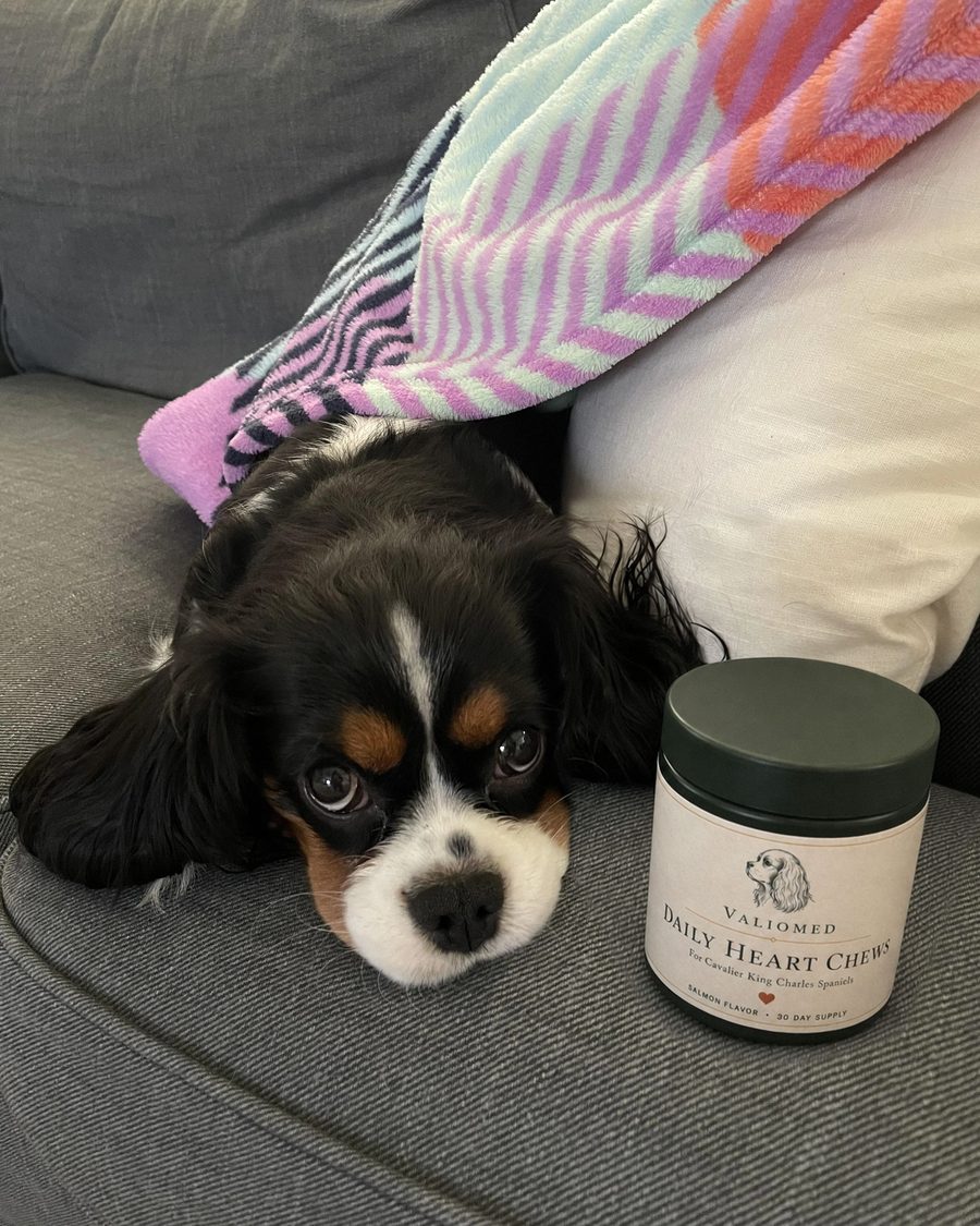 Charlie, a tricolour Cavalier, resting on the sofa next to his tub