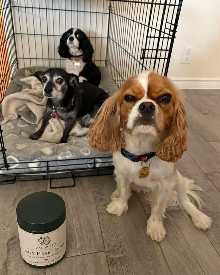 Bailey, a Blenheim Cavalier, sitting by his tub at home