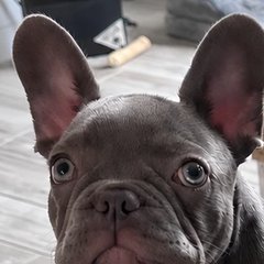 Bruno