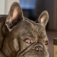 Nala