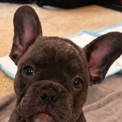 Olive, a French Bulldog puppy