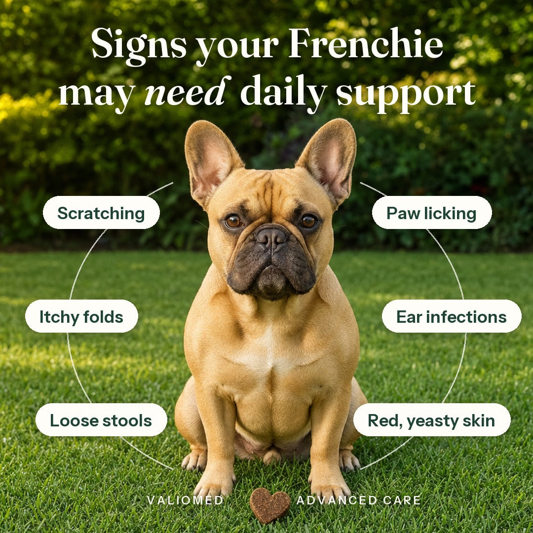 Signs your Frenchie may need daily support: scratching, paw licking, itchy folds, ear infections, loose stools, red yeasty skin