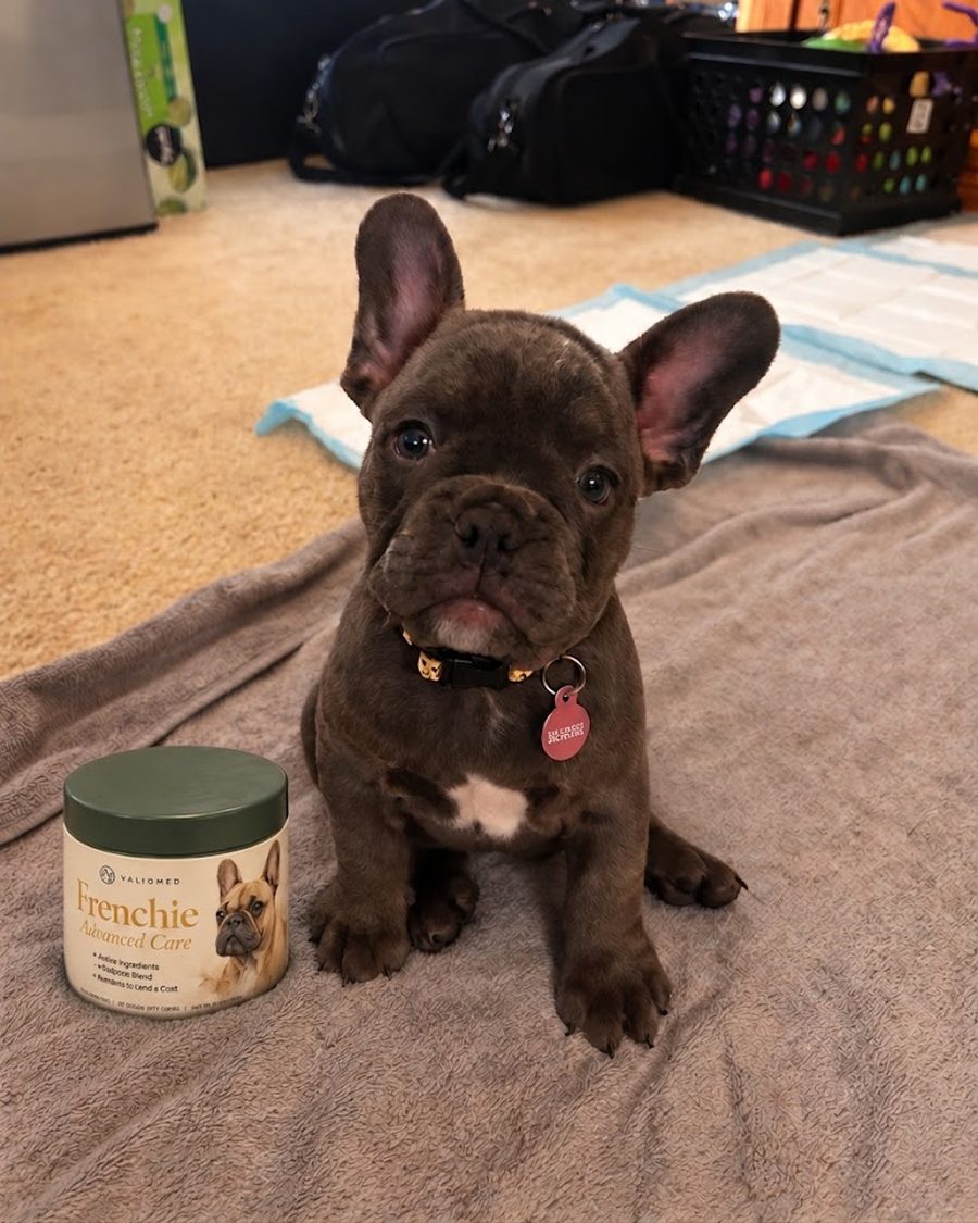 Olive sitting on a blanket next to her tub of ValioMed