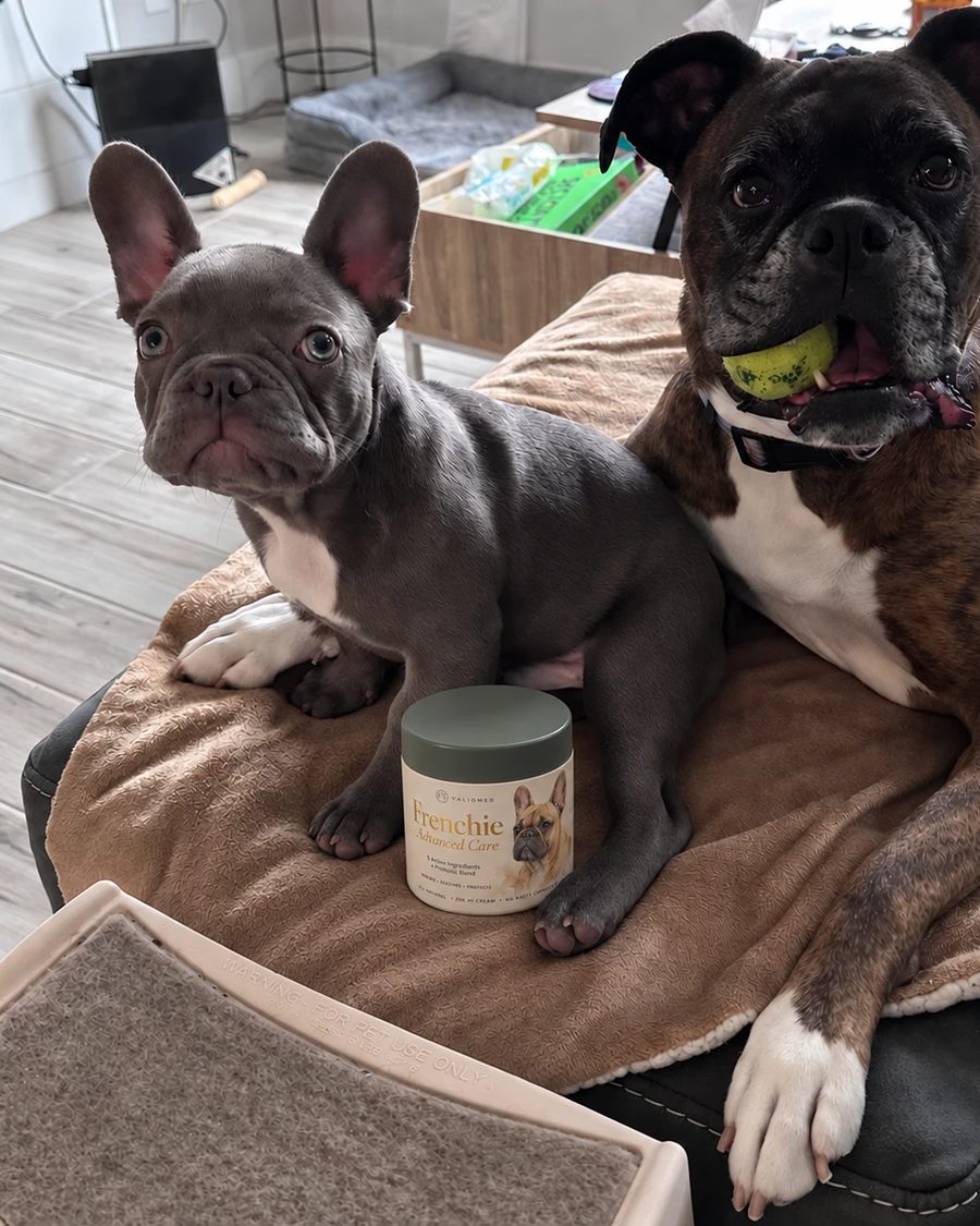 Bruno on the dog bed with his tub of ValioMed and his Boxer brother