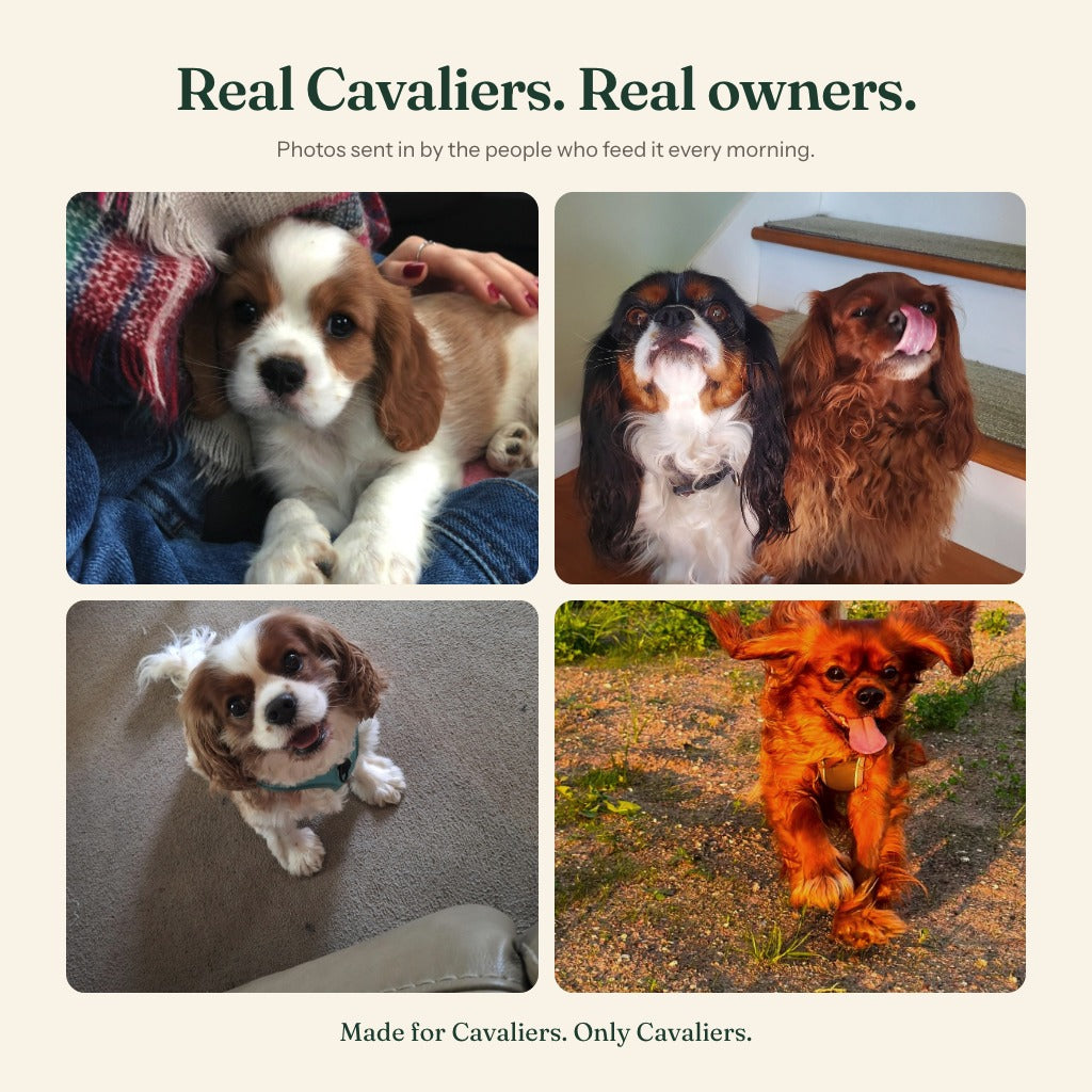 Real Cavaliers, photos sent in by their owners