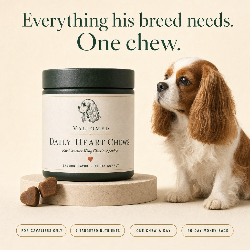 Everything his breed needs in one chew: for Cavaliers only, 7 targeted nutrients, one chew a day, 90-day money-back