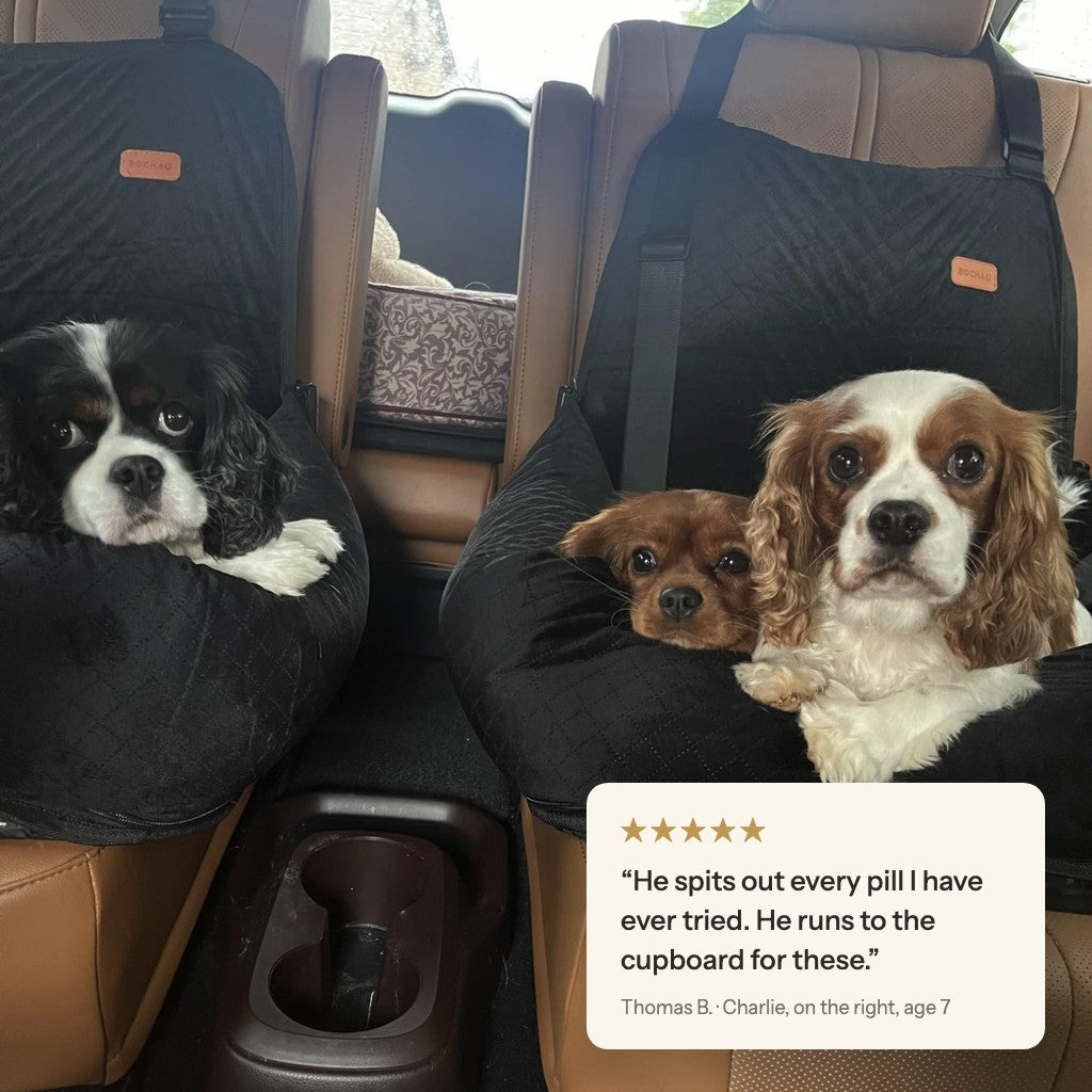 Owner review from Thomas B. with his three Cavaliers in the car