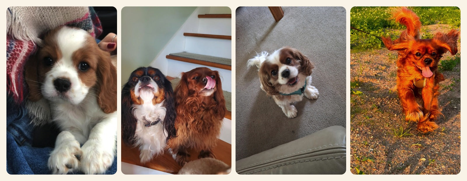 Real customer photos of Cavaliers whose owners feed ValioMed